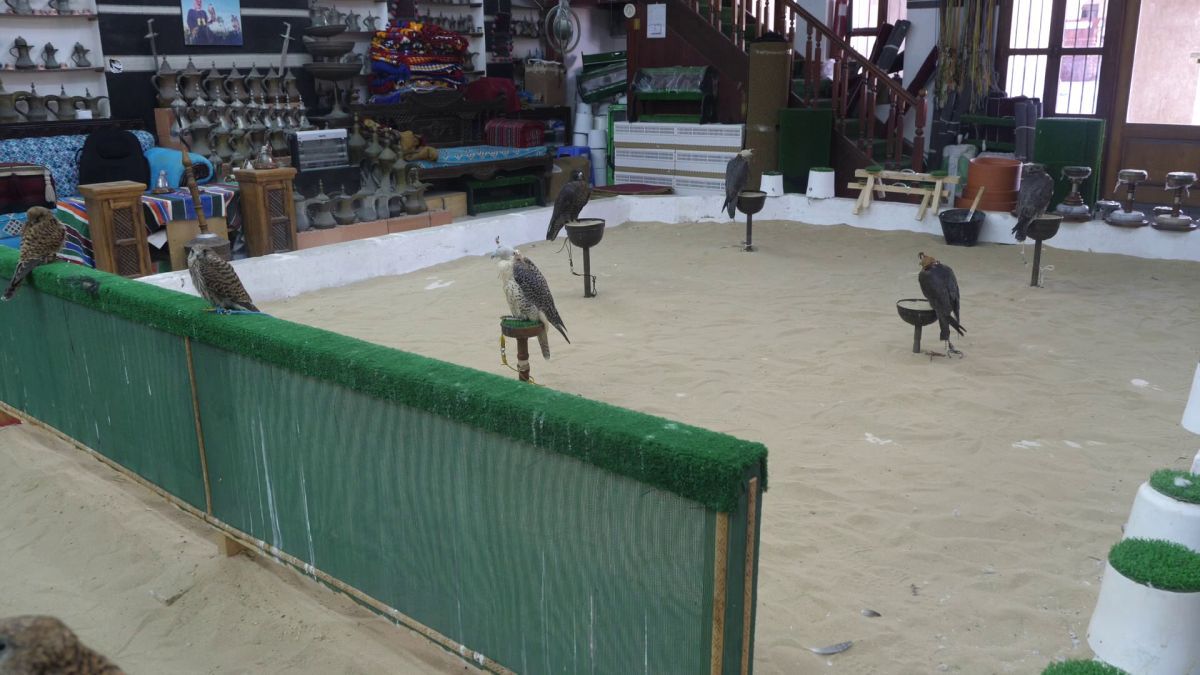 Spitalul de Șoimi din Doha arată mai bine decât spitalele de oameni din România! » Reportaj spectaculos de la trimișii speciali GSP la Mondial