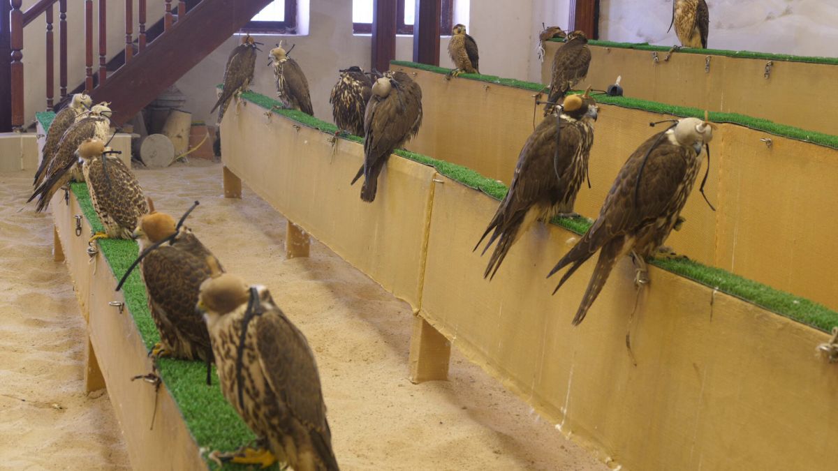 Spitalul de Șoimi din Doha arată mai bine decât spitalele de oameni din România! » Reportaj spectaculos de la trimișii speciali GSP la Mondial