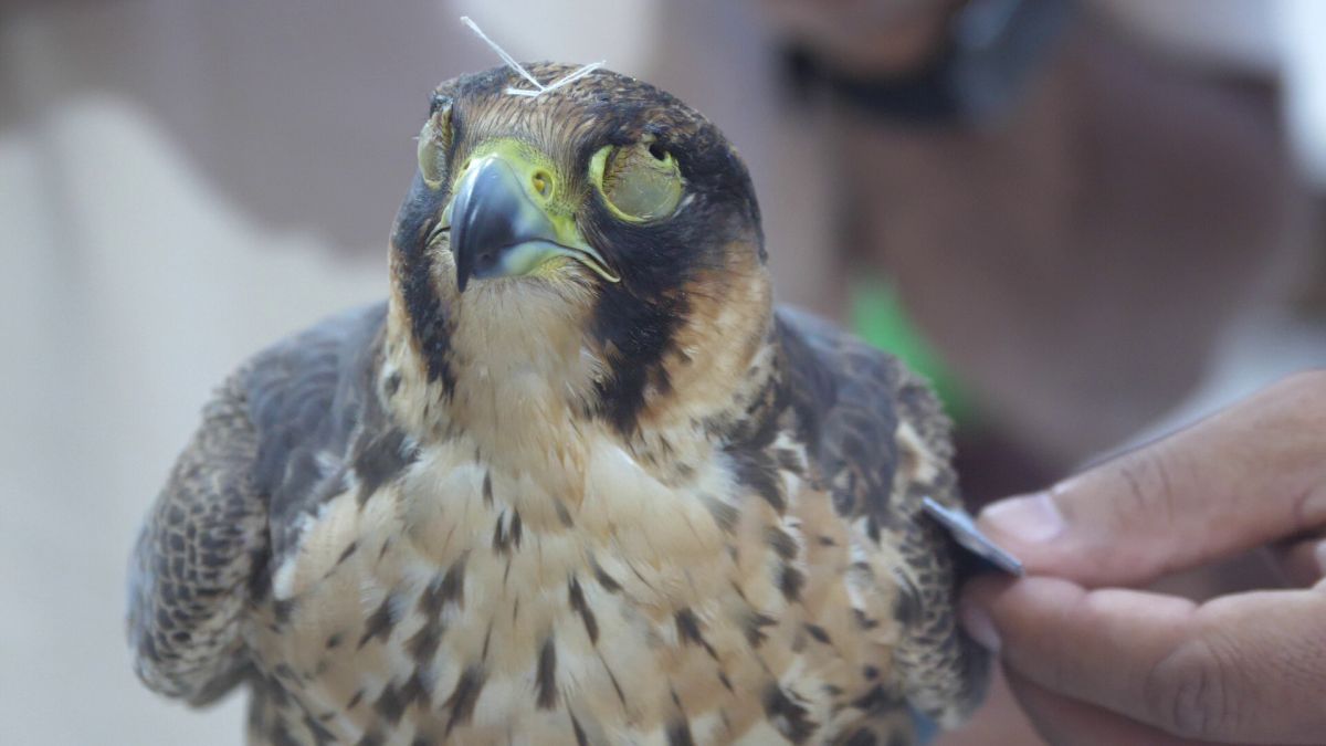 Spitalul de Șoimi din Doha arată mai bine decât spitalele de oameni din România! » Reportaj spectaculos de la trimișii speciali GSP la Mondial