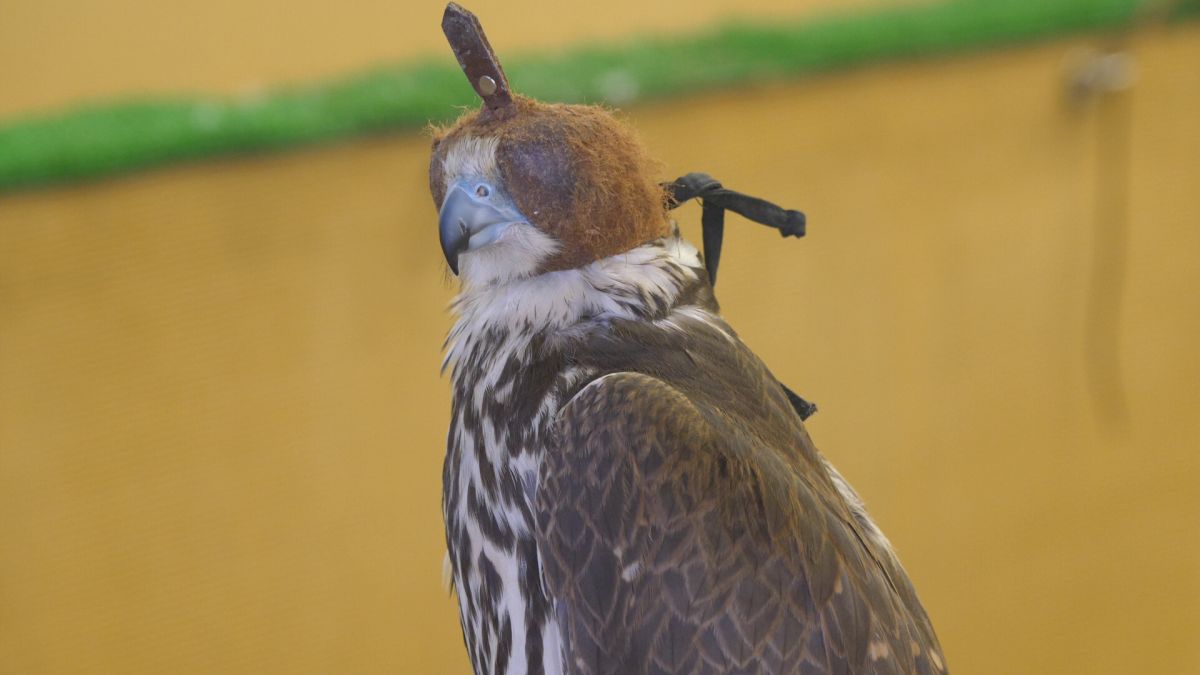 Spitalul de Șoimi din Doha arată mai bine decât spitalele de oameni din România! » Reportaj spectaculos de la trimișii speciali GSP la Mondial