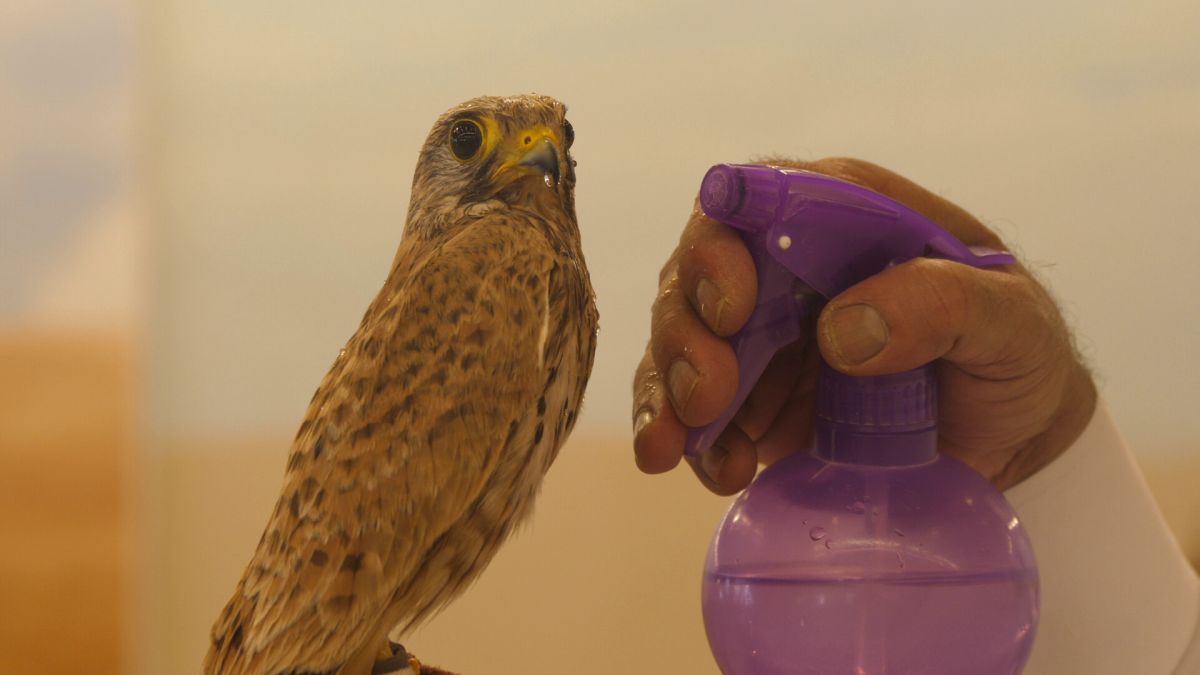 Spitalul de Șoimi din Doha arată mai bine decât spitalele de oameni din România! » Reportaj spectaculos de la trimișii speciali GSP la Mondial