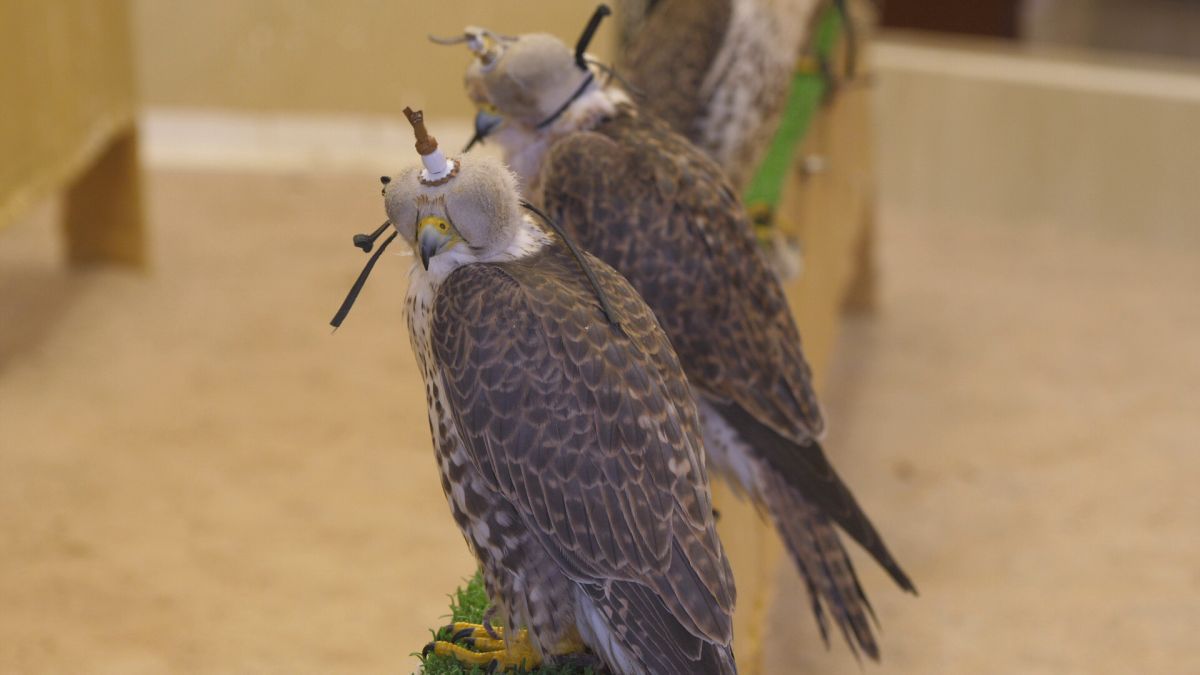 Spitalul de Șoimi din Doha arată mai bine decât spitalele de oameni din România! » Reportaj spectaculos de la trimișii speciali GSP la Mondial