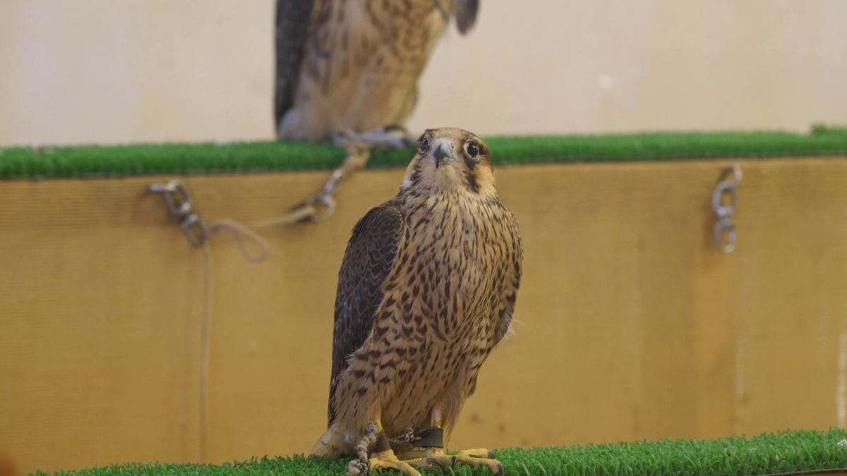 Spitalul de Șoimi din Doha arată mai bine decât spitalele de oameni din România! » Reportaj spectaculos de la trimișii speciali GSP la Mondial