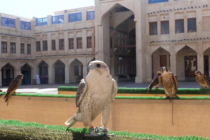 Fotografie realizată de trimișii GSP la Doha: un grup de șoimi, în fața spitalului din Doha, Souq Waqif Falcon Hospital