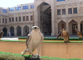 Spitalul de Șoimi din Doha arată mai bine decât spitalele de oameni din România! » Reportaj spectaculos al trimișilor GSP la Mondial