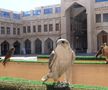 Fotografie realizată de trimișii GSP la Doha: un grup de șoimi, în fața spitalului din Doha, Souq Waqif Falcon Hospital