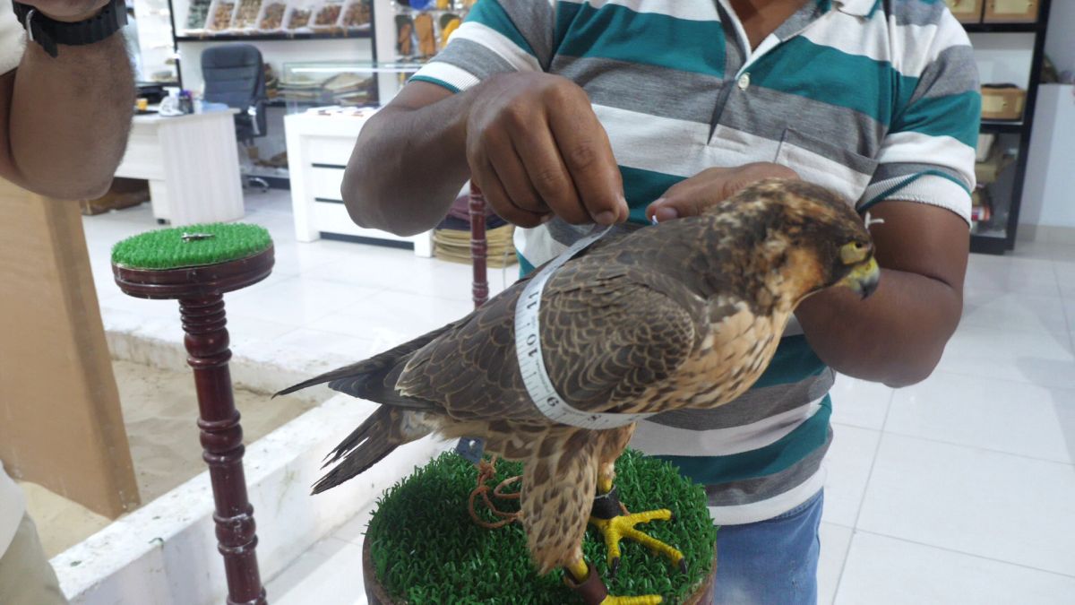 Spitalul de Șoimi din Doha arată mai bine decât spitalele de oameni din România! » Reportaj spectaculos de la trimișii speciali GSP la Mondial