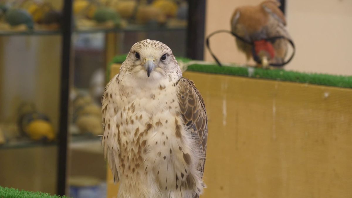 Spitalul de Șoimi din Doha arată mai bine decât spitalele de oameni din România! » Reportaj spectaculos de la trimișii speciali GSP la Mondial