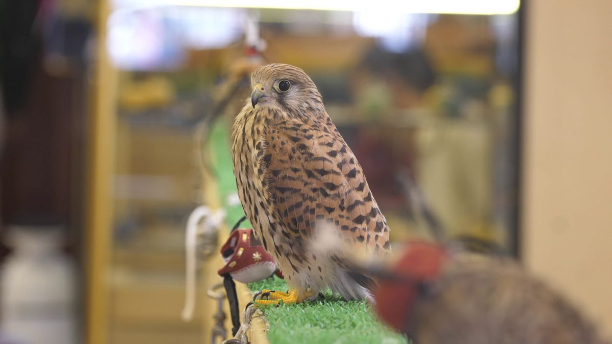 Spitalul de Șoimi din Doha arată mai bine decât spitalele de oameni din România! » Reportaj spectaculos de la trimișii speciali GSP la Mondial