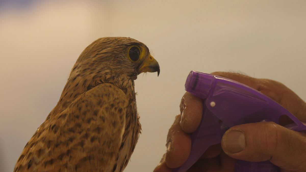 Spitalul de Șoimi din Doha arată mai bine decât spitalele de oameni din România! » Reportaj spectaculos de la trimișii speciali GSP la Mondial