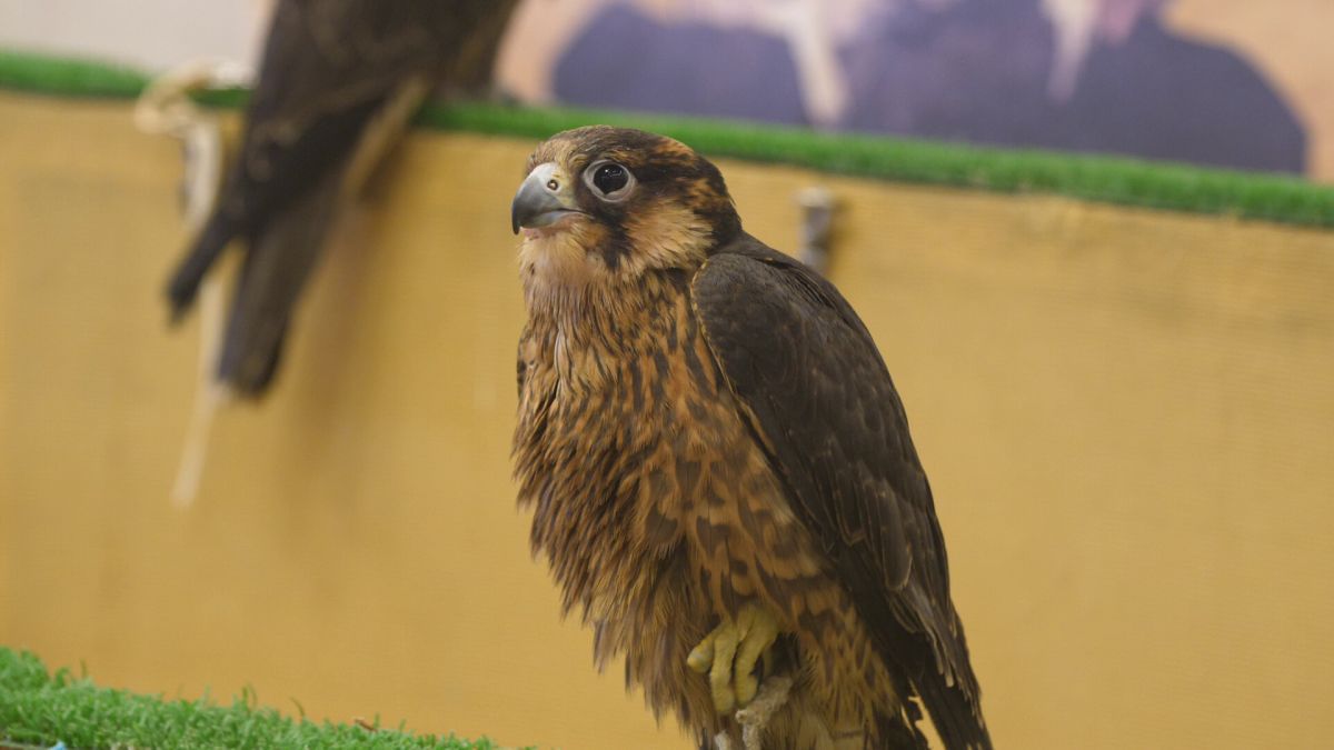 Spitalul de Șoimi din Doha arată mai bine decât spitalele de oameni din România! » Reportaj spectaculos de la trimișii speciali GSP la Mondial