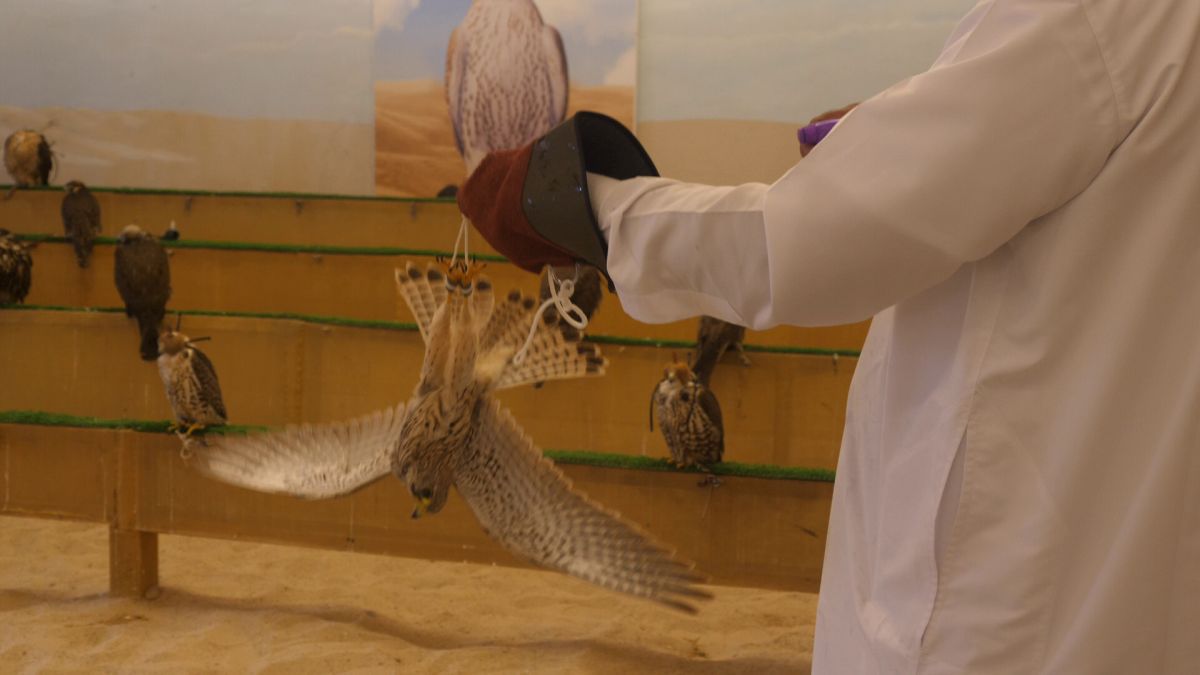 Spitalul de Șoimi din Doha arată mai bine decât spitalele de oameni din România! » Reportaj spectaculos de la trimișii speciali GSP la Mondial