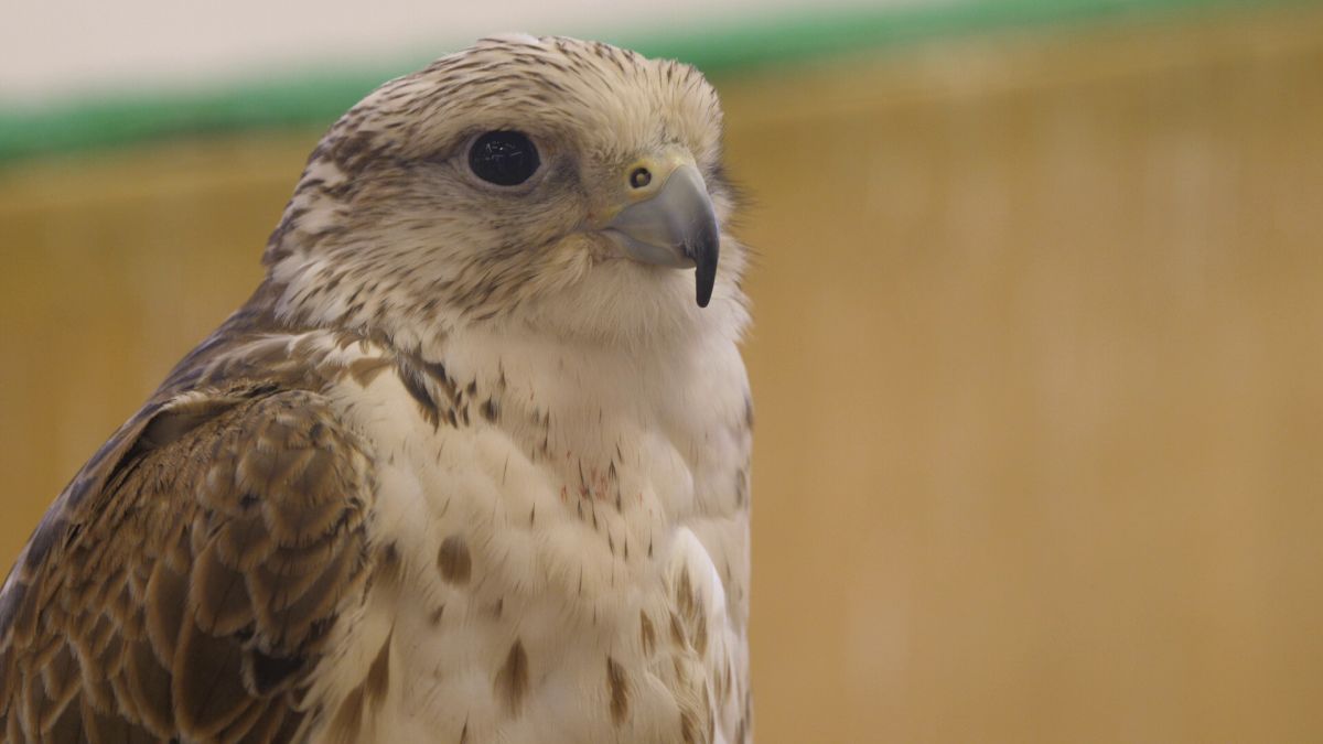 Spitalul de Șoimi din Doha arată mai bine decât spitalele de oameni din România! » Reportaj spectaculos de la trimișii speciali GSP la Mondial