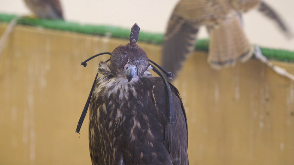 Spitalul de Șoimi din Doha arată mai bine decât spitalele de oameni din România! » Reportaj spectaculos de la trimișii speciali GSP la Mondial