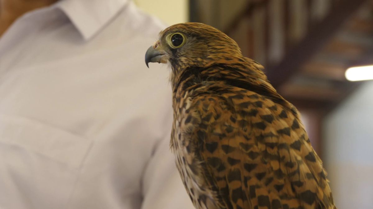 Spitalul de Șoimi din Doha arată mai bine decât spitalele de oameni din România! » Reportaj spectaculos de la trimișii speciali GSP la Mondial