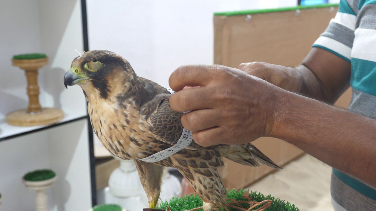 Spitalul de Șoimi din Doha arată mai bine decât spitalele de oameni din România! » Reportaj spectaculos de la trimișii speciali GSP la Mondial