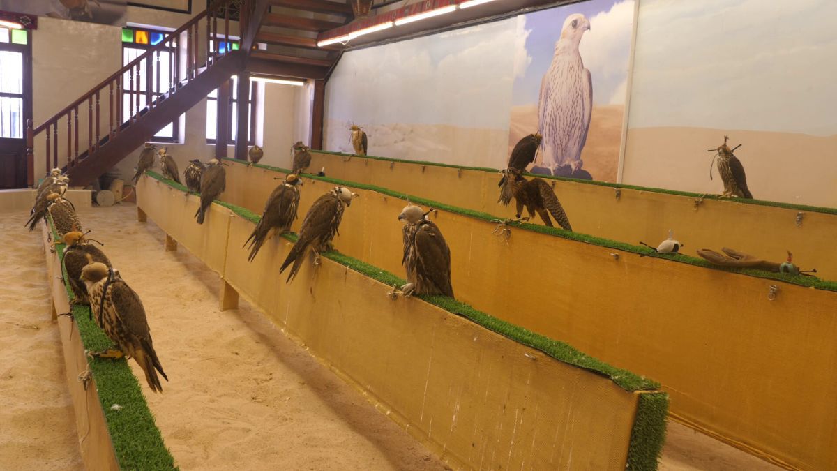 Spitalul de Șoimi din Doha arată mai bine decât spitalele de oameni din România! » Reportaj spectaculos de la trimișii speciali GSP la Mondial