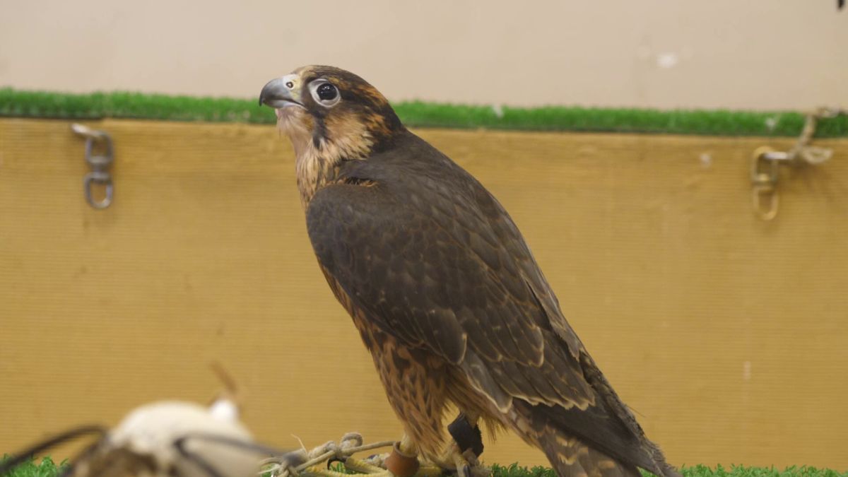 Spitalul de Șoimi din Doha arată mai bine decât spitalele de oameni din România! » Reportaj spectaculos de la trimișii speciali GSP la Mondial