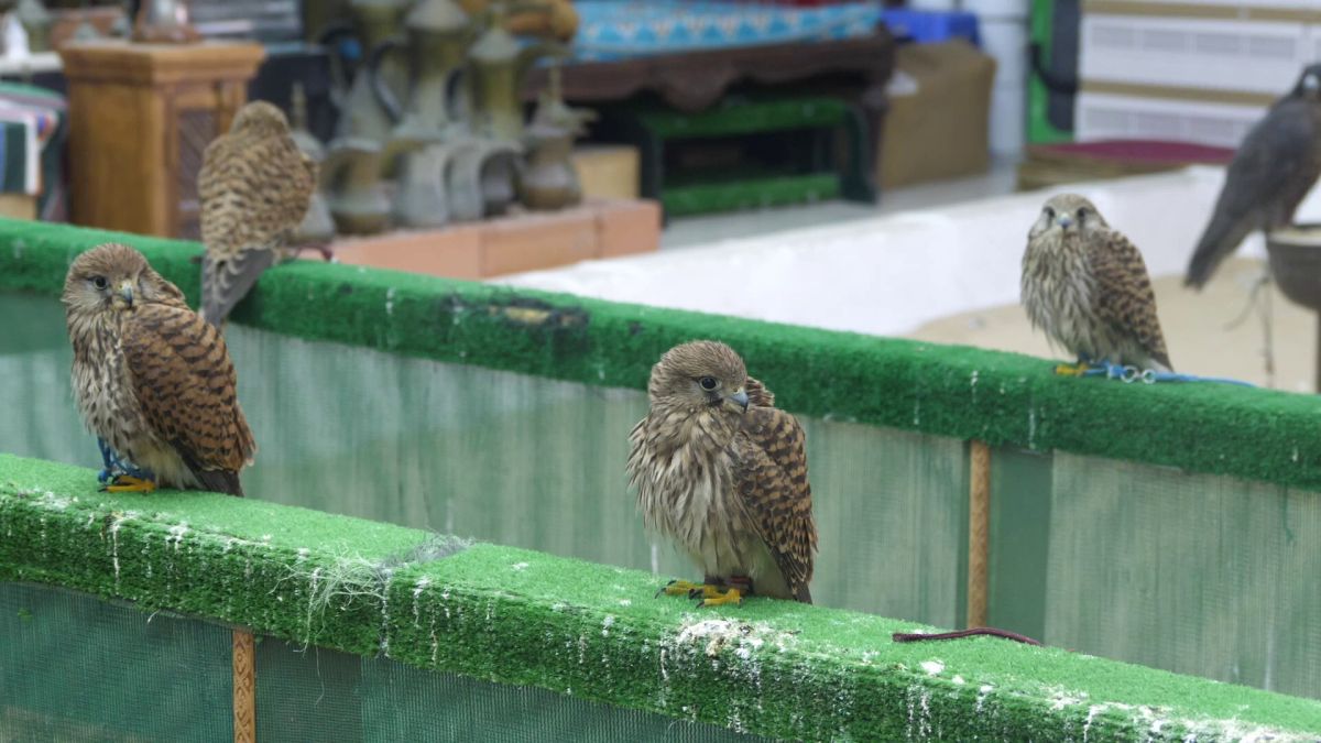 Spitalul de Șoimi din Doha arată mai bine decât spitalele de oameni din România! » Reportaj spectaculos de la trimișii speciali GSP la Mondial