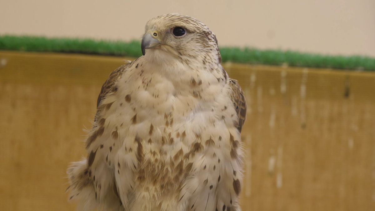 Spitalul de Șoimi din Doha arată mai bine decât spitalele de oameni din România! » Reportaj spectaculos de la trimișii speciali GSP la Mondial