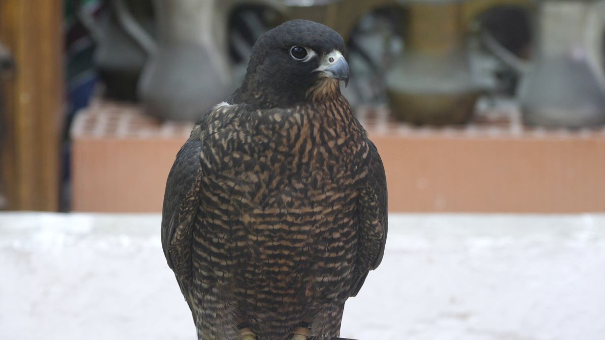 Spitalul de Șoimi din Doha arată mai bine decât spitalele de oameni din România! » Reportaj spectaculos de la trimișii speciali GSP la Mondial