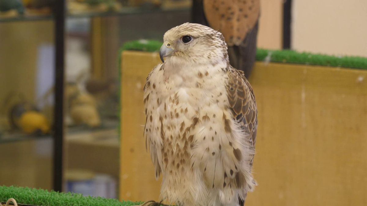 Spitalul de Șoimi din Doha arată mai bine decât spitalele de oameni din România! » Reportaj spectaculos de la trimișii speciali GSP la Mondial