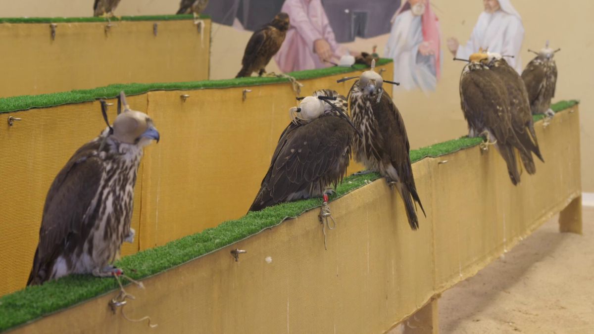 Spitalul de Șoimi din Doha arată mai bine decât spitalele de oameni din România! » Reportaj spectaculos de la trimișii speciali GSP la Mondial