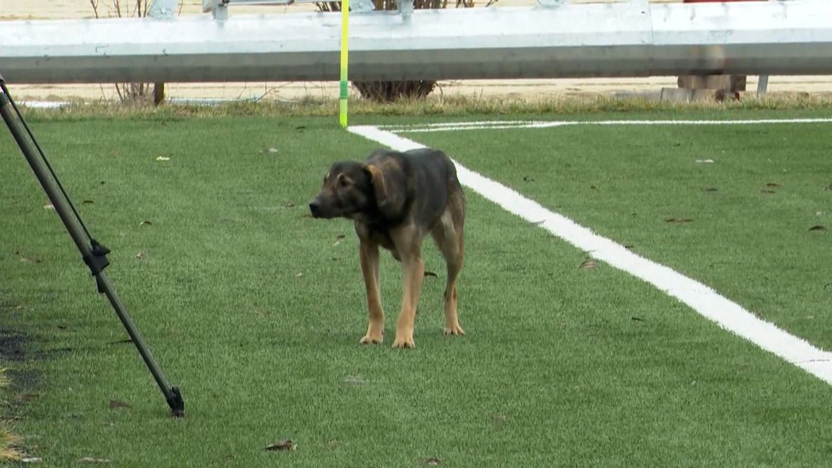 Dinamo - CSO Plopeni, amical la Buftea