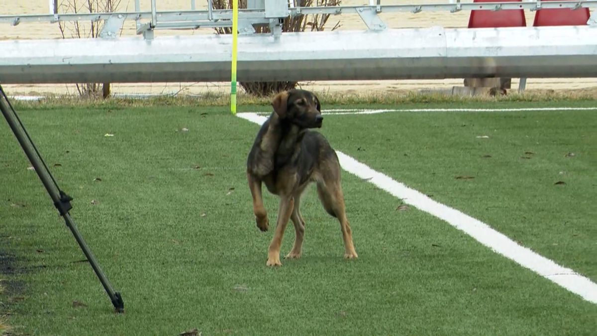 Dinamo - CSO Plopeni, amical la Buftea