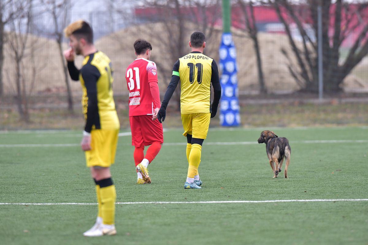 Dinamo - CSO Plopeni, amical la Buftea