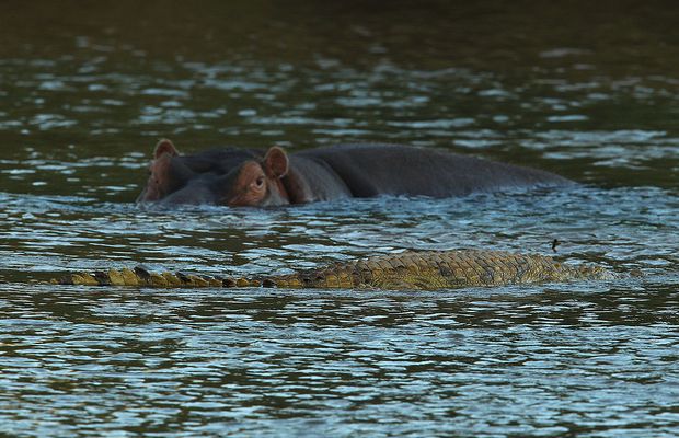 Un bărbat a încălcat restricțiile impuse împotriva COVID-19 și a fost ucis de un crocodil