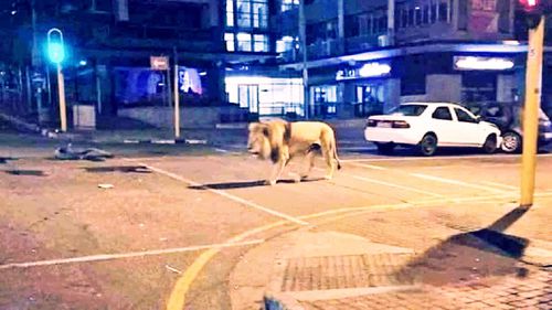 Pe internet a circulat o știre conform căreia Vladmir Putin ar fi eliberat lei pe străzile Rusiei pentru a ține oamenii în case