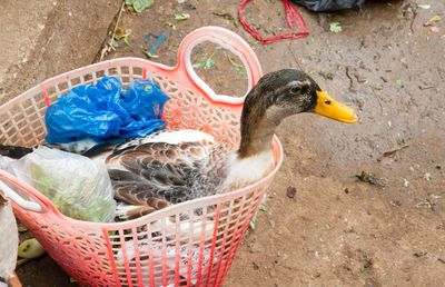 „Era cu rața în geantă!” » Șumudică și o poveste halucinantă din aeroport: „Mirosea numai a cârnați în tot avionul!”