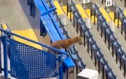 O vulpe pe stadion, înainte de meciul serii din Liga Campionilor / foto: sportal.gr