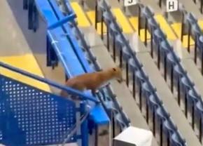 „Musafir” nepoftit înainte de meciul serii în Liga Campionilor » O vulpe a preluat rolul de „observator”