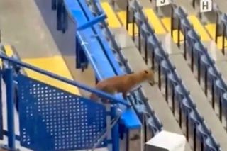 „Musafir” nepoftit înainte de meciul serii în Liga Campionilor » O vulpe a preluat rolul de „observator”