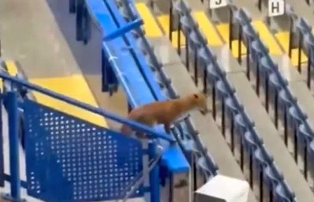 „Musafir” nepoftit înainte de meciul serii în Liga Campionilor » O vulpe a preluat rolul de „observator”