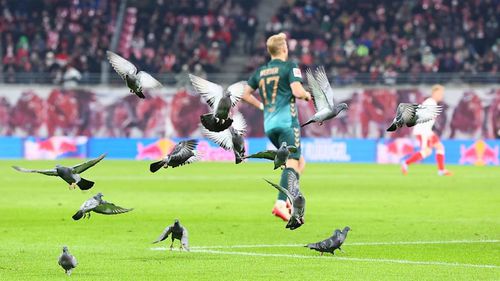 Porumbeii au avut „meciul” lor, în paralel cu RB Leipzig - Werder / Foto: Bild