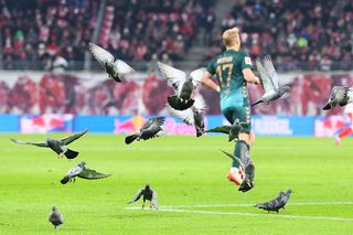 Stadionul de 5 stele unde stăpâni sunt porumbeii » Nimic nu are efect împotriva lor