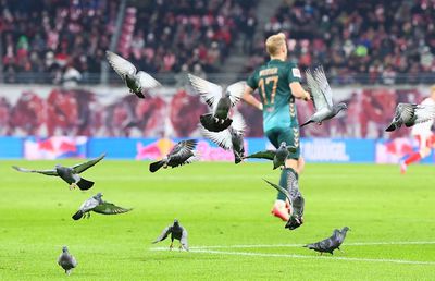 Stadionul de 5 stele unde stăpâni sunt porumbeii » Nimic nu are efect împotriva lor