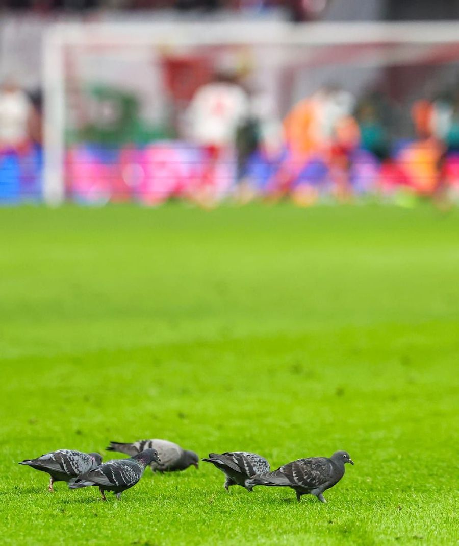 Stadionul de 5 stele unde stăpâni sunt porumbeii » Nimic nu are efect împotriva lor