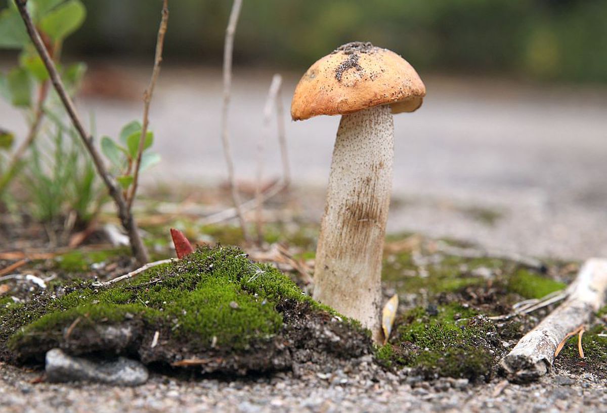 VIDEO + FOTO 34 de ani de la dezastrul nuclear de la Cernobîl! Ce își amintesc Cornel Dinu și Helmuth Duckadam: „O arsură puternică pe piele” + „N-aveam voie să prind mingea la piept!”