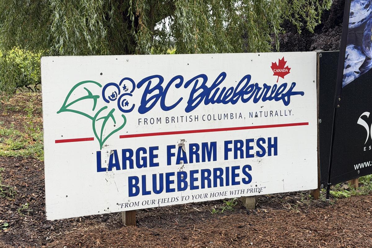 Sindromul Certeze lângă Vancouver » Ne-am trezit cazați într-o vilă colosală la Mondial: cum păcălesc canadienii statul