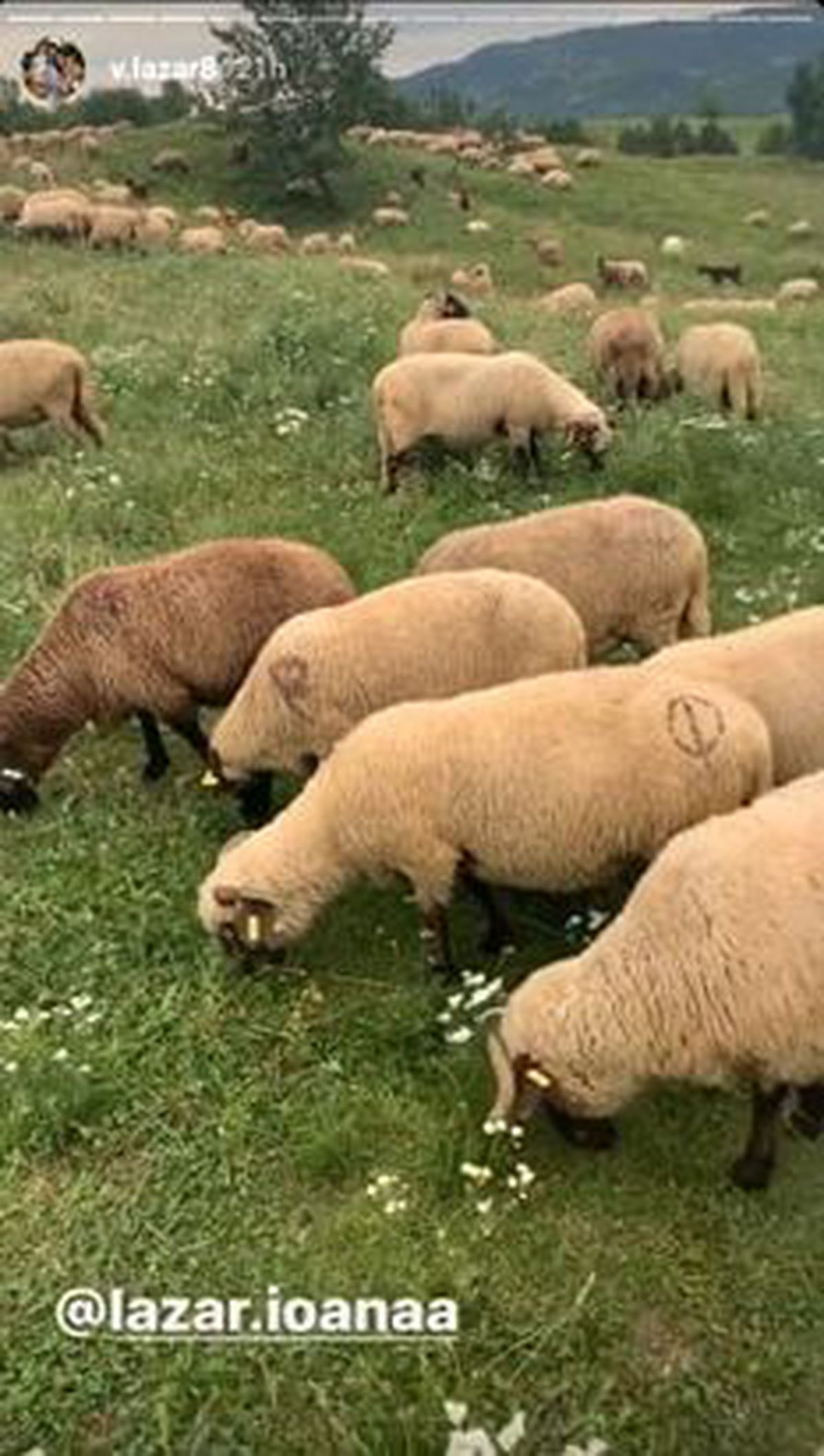 DINAMO. Izolare în deplasare?! Vali Lazăr are COVID-19, dar e cu familia la munte, deși DSP i-a impus să rămână acasă! + Reacția fermă a LPF