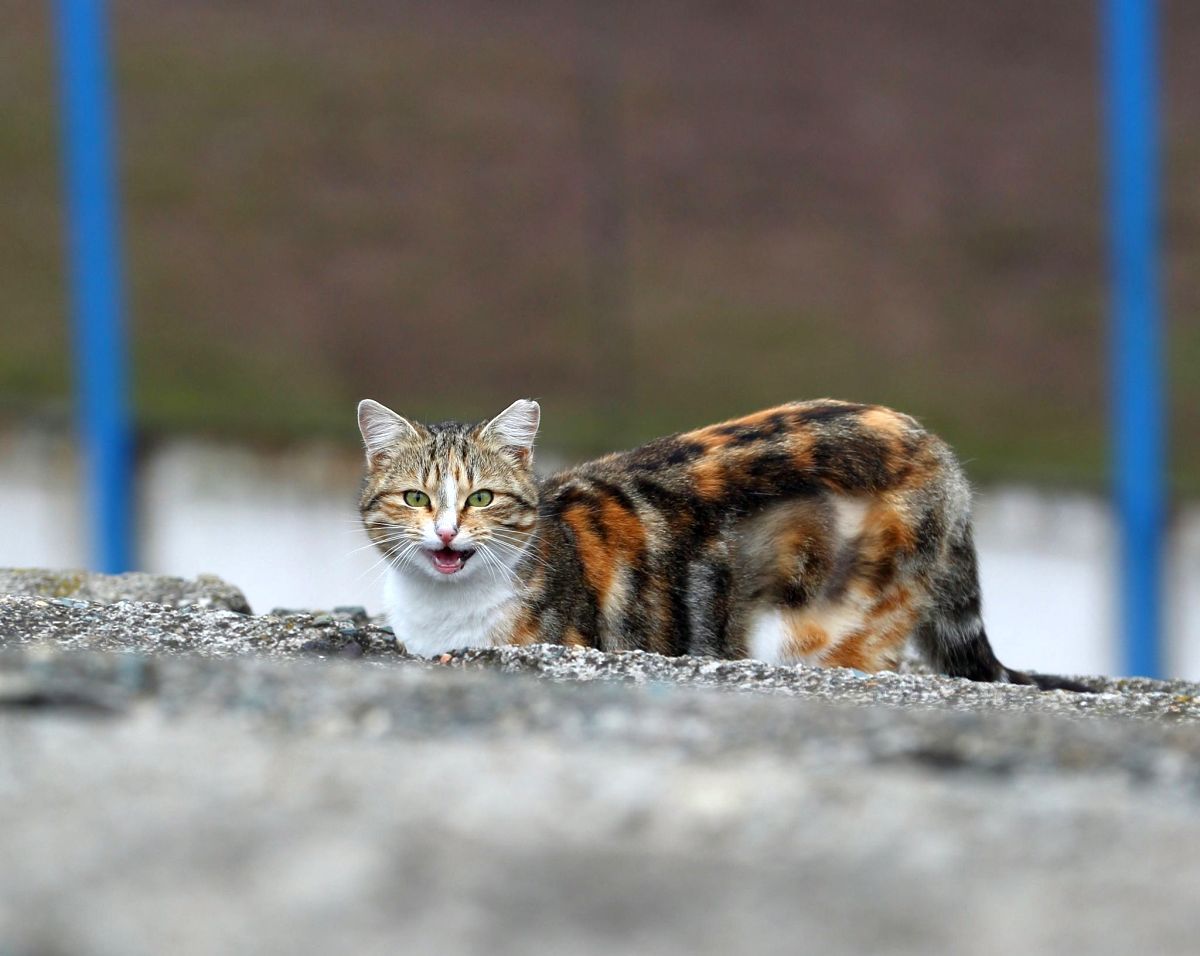 Proiect megalomanic în „Epoca de Aur” » Cum arată astăzi stadionul construit de comuniști la Medgidia