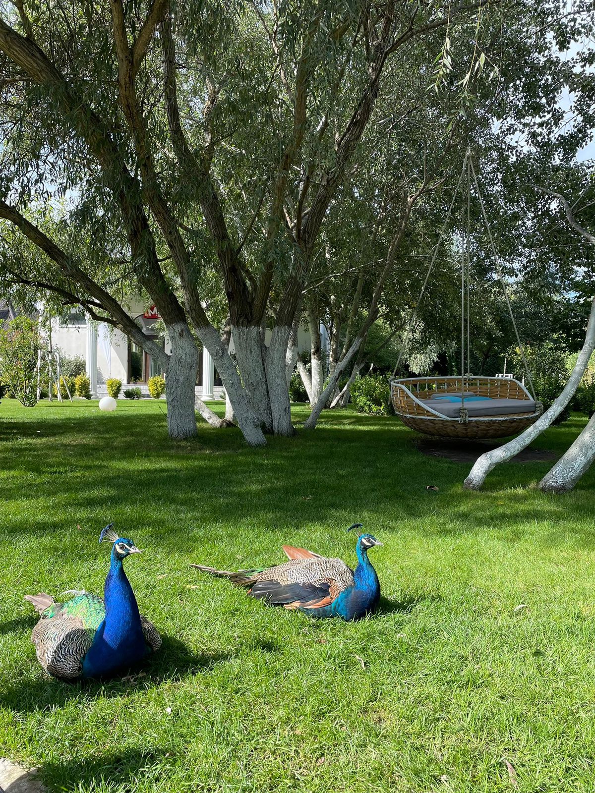 Lebăda Luxury Resort & Spa vă așteaptă, cu oferte unice, la masa de Crăciun și petrecerea de Revelion