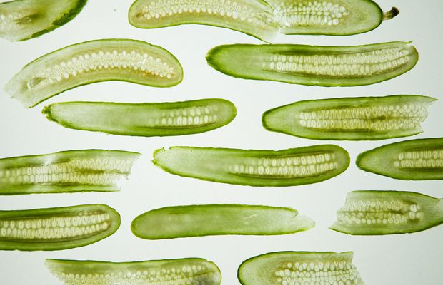 Grădina care începe cu o alegere inspirată: drumul sigur spre o recoltă bogată