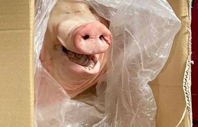 „Următoarele capete vor fi ale voastre!” » Amenințări desprinse din Cosa Nostra pe un stadion din Serie A!