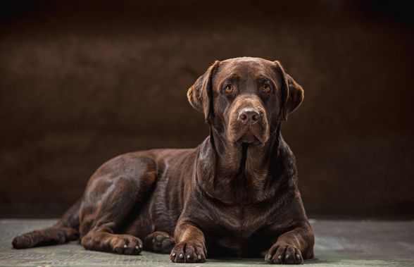 Cele mai populare rase de câini de talie mare și particularitățile lor