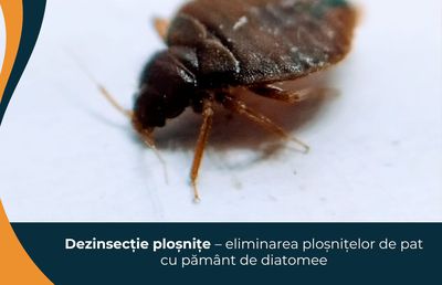 Dezinsecție ploșnițe – eliminarea ploșnițelor de pat cu pământ de diatomee